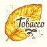 Vector illustration with tobacco yellow dried leaf in sketch style. Old classical tradition of smoking. Lettering design.