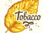 Vector illustration with tobacco yellow dried leaf in sketch style. Old classical tradition of smoking. Lettering design.